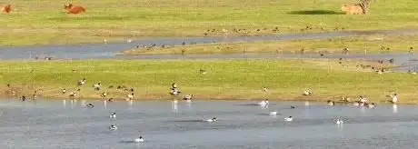 Photo of Réserve Naturelle Nationale du Platier d'Oye