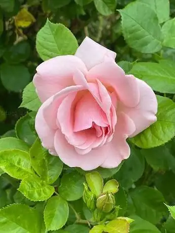 Photo de Koloniföreningen Sommarfrid