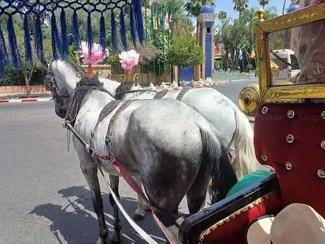 Photo de Caleche Marrakech