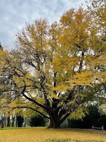Photo de Zaljubljeni ginkgo