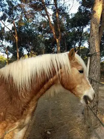 Photo de HÃ­pica Mascamarena