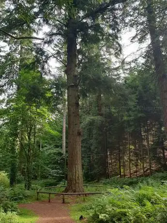 Photo de Douglas Fir (England's Tallest Tree)