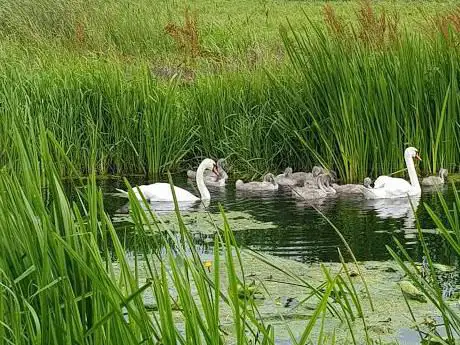 Photo of RSPB Nene Washes