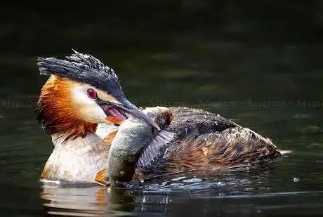 Photo de Beobachtungsturm Vogelschutzgebiet Nette
