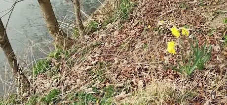 Photo de Île de la Chaussée