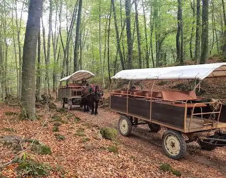 Photo de Excursions en carruatge per la Fageda
