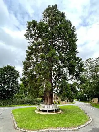 Photo de Horton Big tree