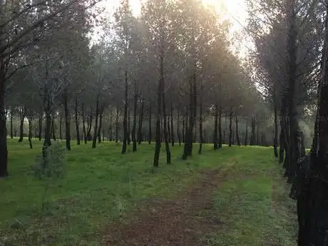 Photo de Pinar Conde de Orgaz (oeste)