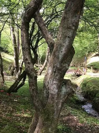 Photo de Magična šuma