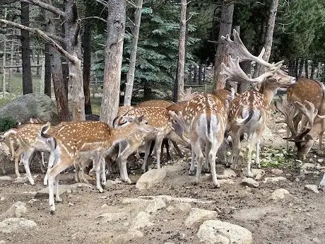 Photo of Parc Animalier des Angles en Capcir