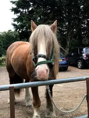 Photo de Holistic Horse & Pony Centre