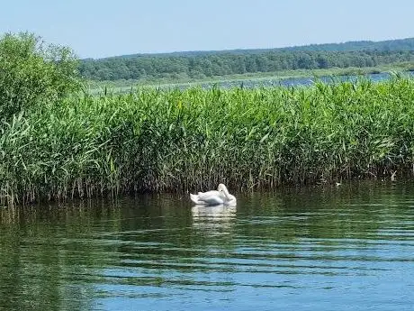 Photo de Fågelplattformen Slingra dig