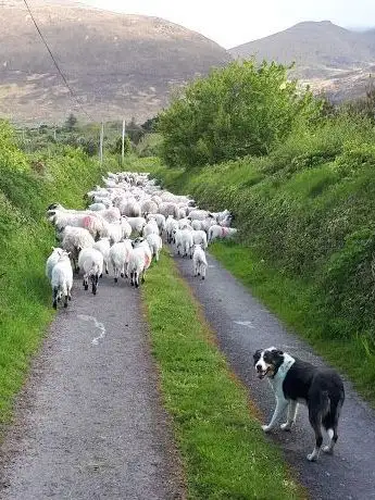 Photo de West Kerry sheep dog demonstrations