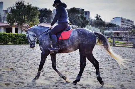 Photo de A.S.D. Eleventh Horse Club