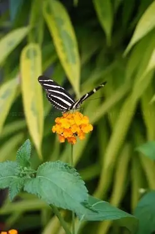 Photo de Jardins des Papillons