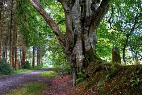 Russelltown wood