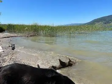 Photo de Plages, Île St-Pierre