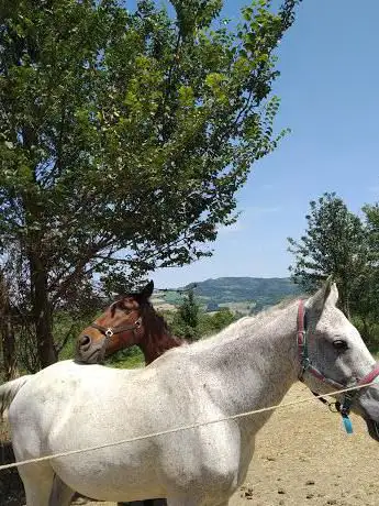 Photo de Maneggio Cavaioni