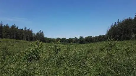 Photo de Forêt De Guînes