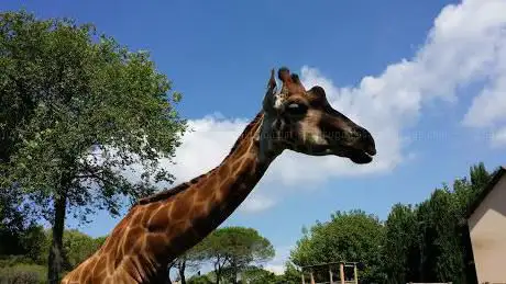 Photo de Parco Zoo Punta Verde