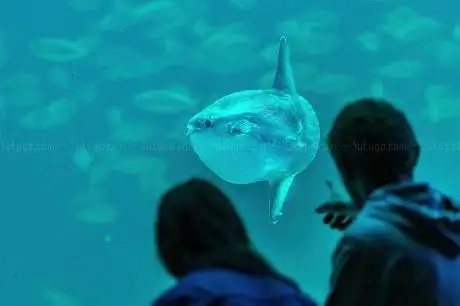 Photo of The North Sea Oceanarium