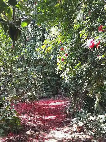 Photo de Les Camellias de la Prairie