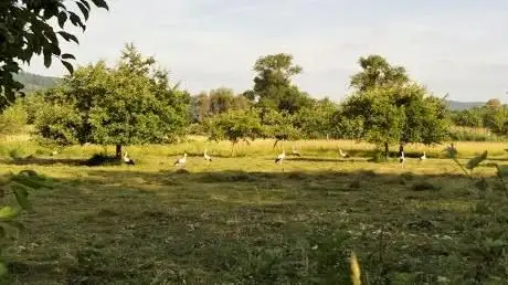 Photo de Streuobstwiesen