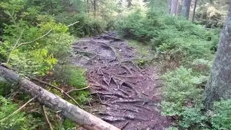Photo de Wurzelweg Naturpfad Karches