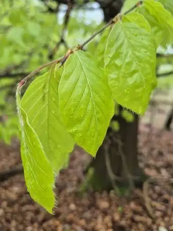 Photo de Wald deines Lebens