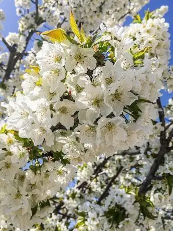 Photo de Çınar Altı