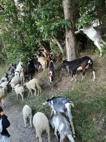 Photo de La ferme des ruminettes