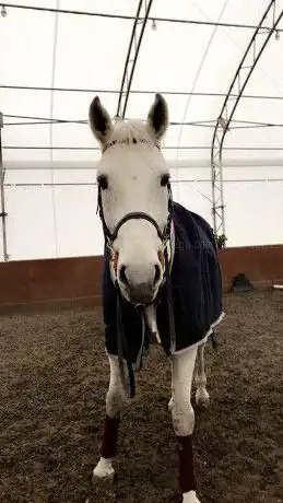 Photo de Holly Hill Show Stable