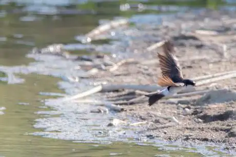 Photo de Observatorio de aves del RÃ­o Vélez