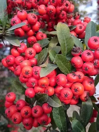 Photo de Kenan Gürbüz Parkı