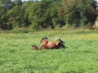 Photo de Parc Basile Chevalier