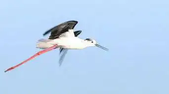Photo de The Bird Area