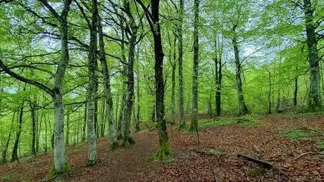 Photo de Mattarps bokskog