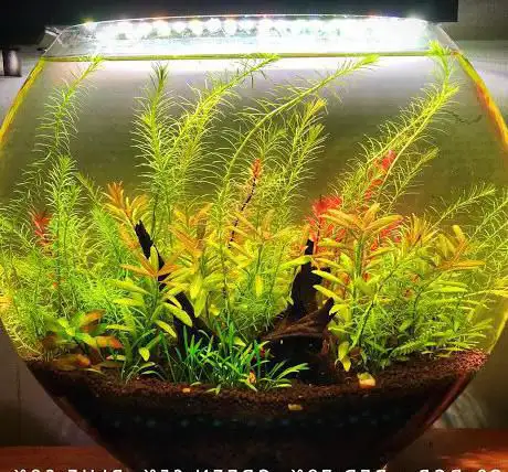 Photo de Pantallas Leds acuario