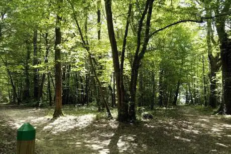 Photo de Margnat Woods