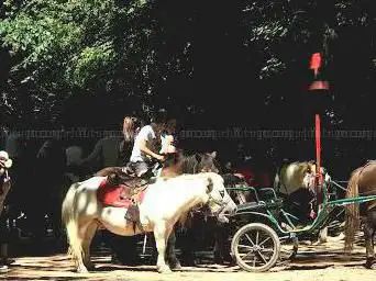 Photo de Poney du Parc de la Tête d'Or