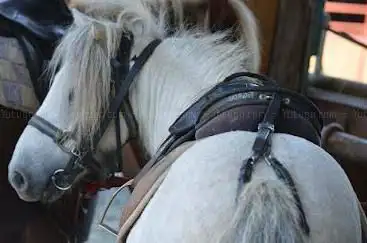 Photo de Poney Club de l'Etang