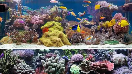 Photo de Reef Heart