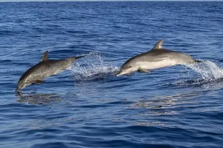 Photo of Dolphin Watching Tours - Mali Lošinj