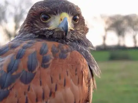 Photo de Cumberland Bird of Prey Centre