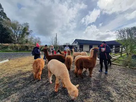 Photo de Stoke Wood Alpacas