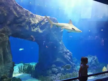 Photo de Oniria - Aquarium Canet-en-Roussillon