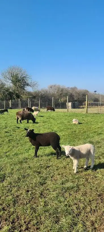 Blackwater open farm