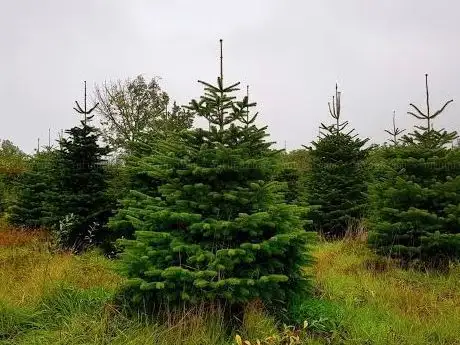 Photo de Fir Christmas Trees