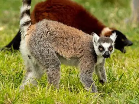 Photo of L'île des Lémuriens