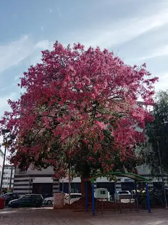 Photo de Plaza Los Turcios